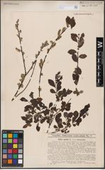 Foto von Salix aurita L.